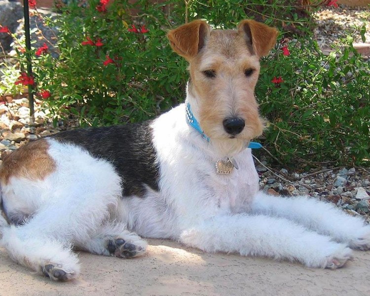 Терьер Фокстерьер