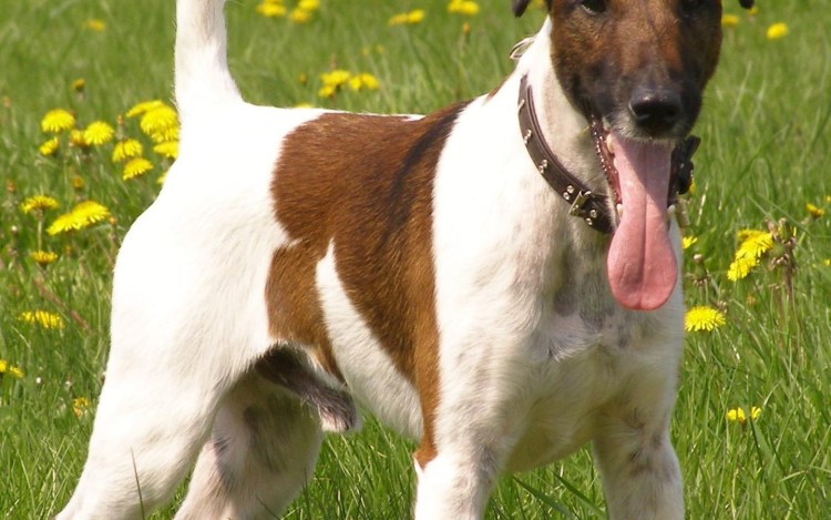 Терьер Фокстерьер