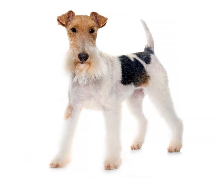 Длинношерстный бультерьер метис