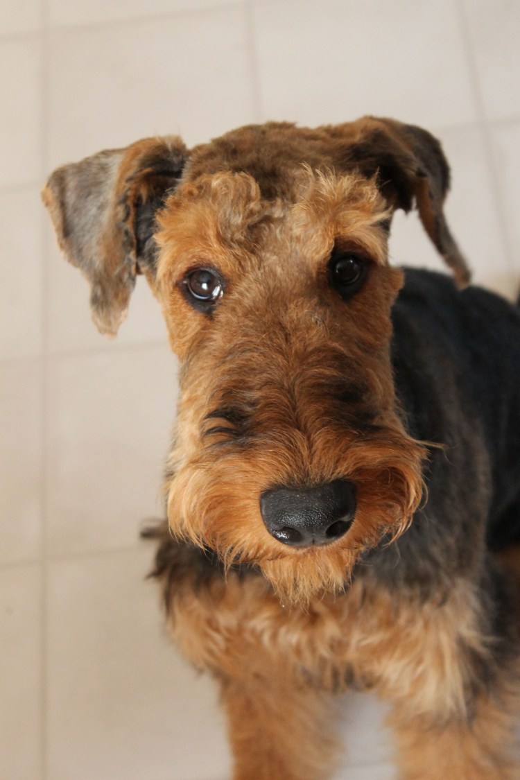 Серый жесткошерстный терьер