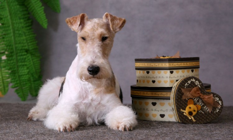 Вайт Фокс терьер