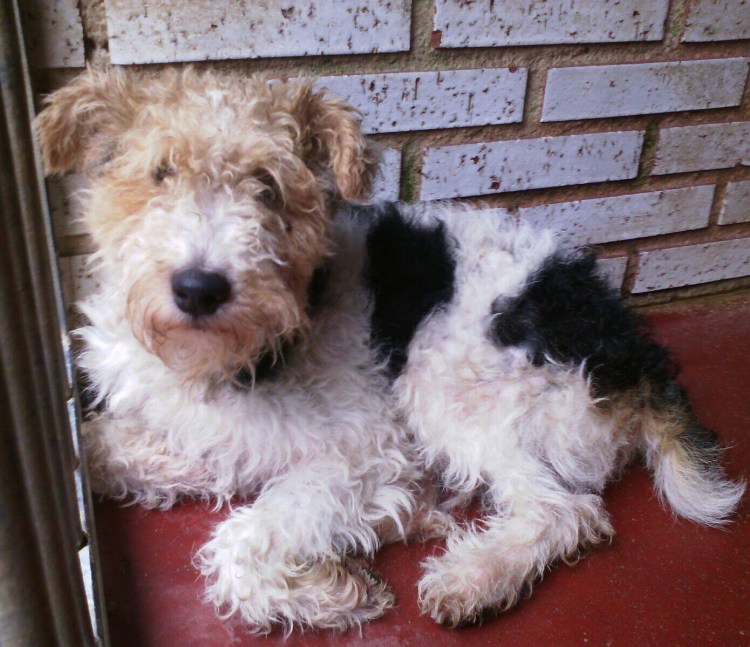 Wire-haired Fox Terrier