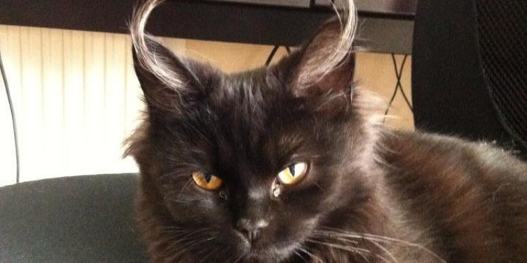 Самый злой котик в мире