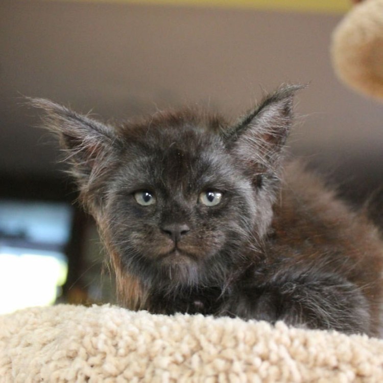 Мейн кун голубой Солид фото