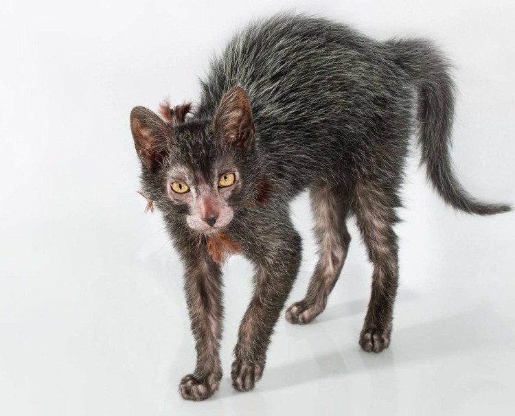 Кот полковник мяу порода