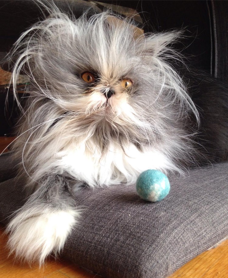 Персидская длинношерстная кошка Джуно