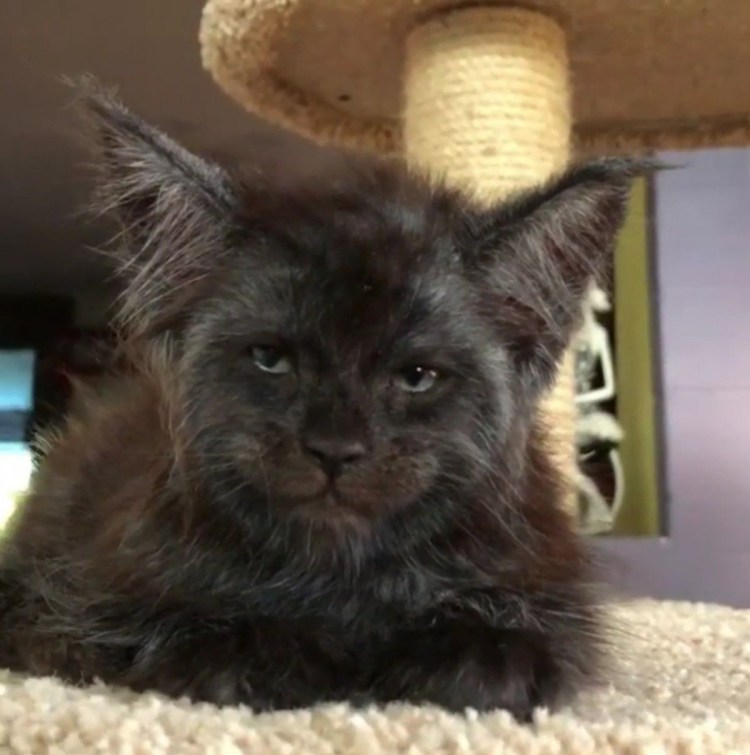 Мейн кун Валькирия с человеческим лицом