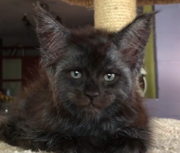 Гибриды кошек