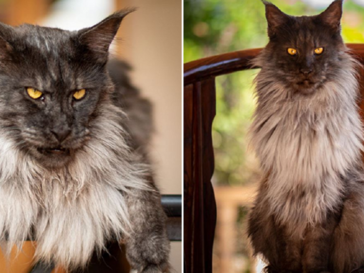 Кошка Мейн кун Валькирия