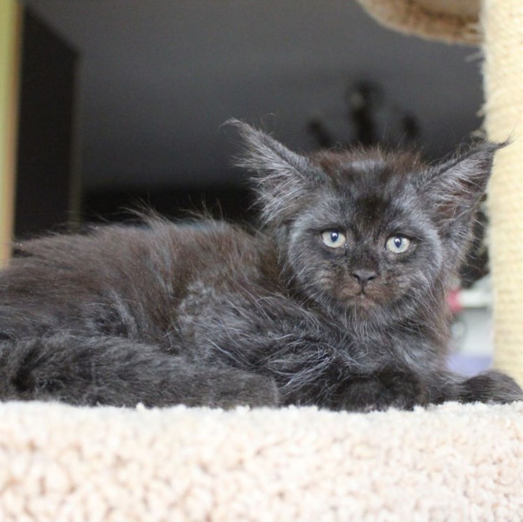 Порода кошек похожая на человека