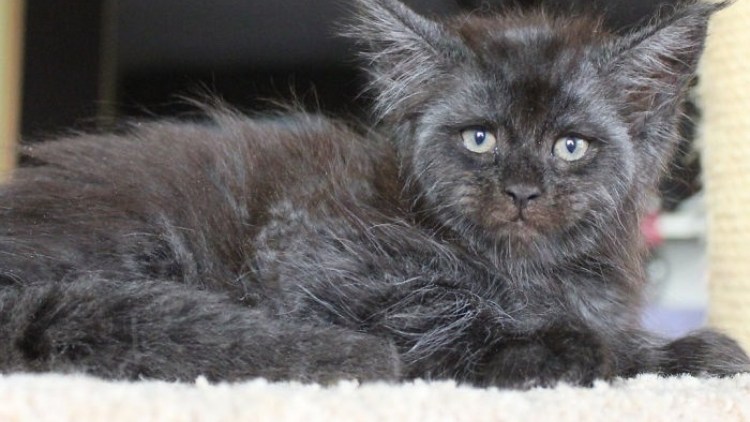 Рон Перлман и Мейн кун