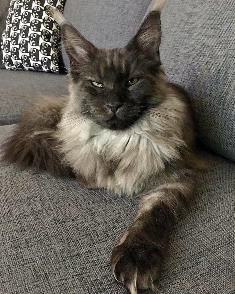 Рыжий кот Мейн кун