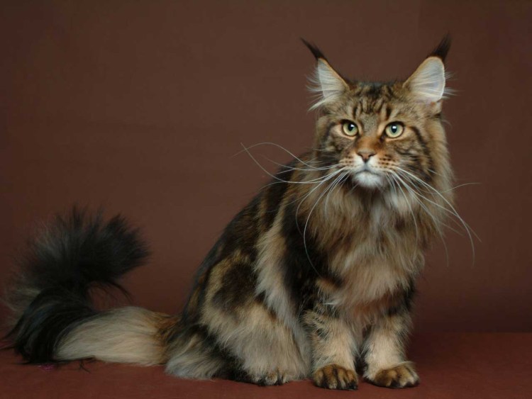 Кошка Мейн кун Валькирия