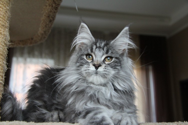 Актёр Рон Перлман и кот