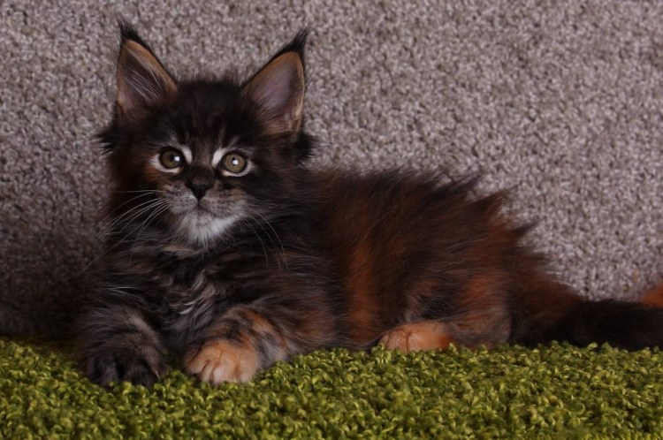 Кот Рона Перлмана