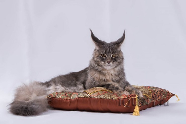 Рон Перлман и Мейн кун