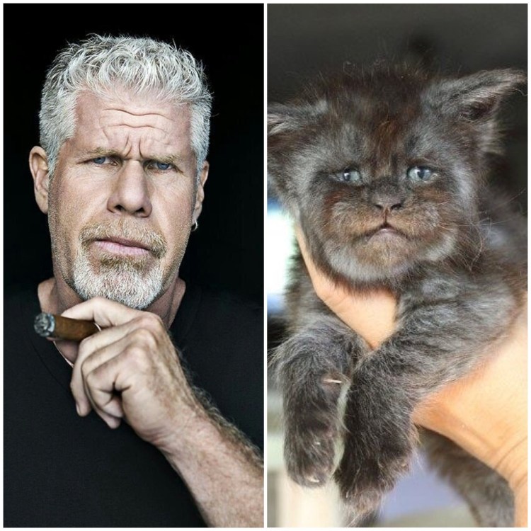 Кот британец с человеческим лицом