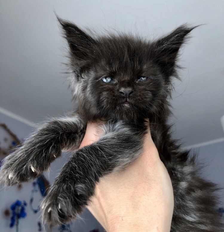 Мэй куин кошка