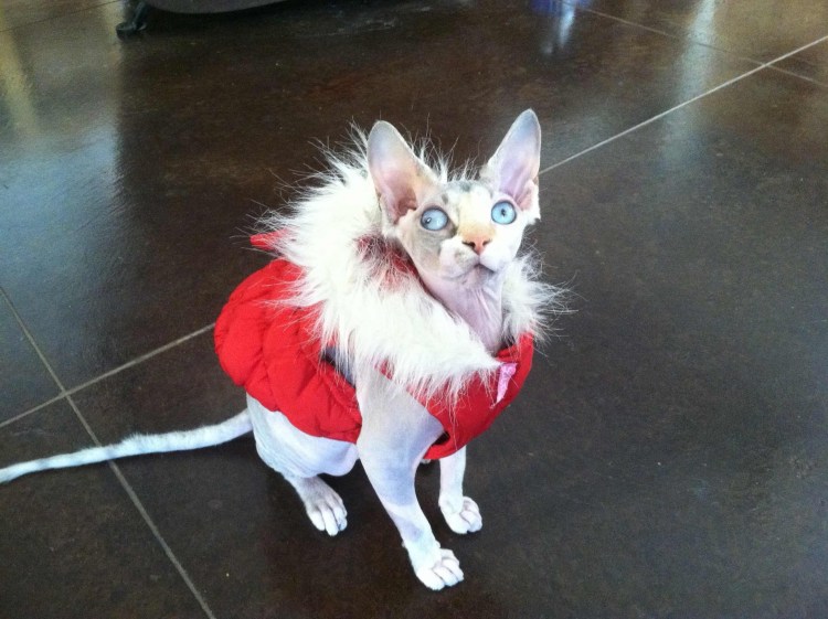 Глупые коты