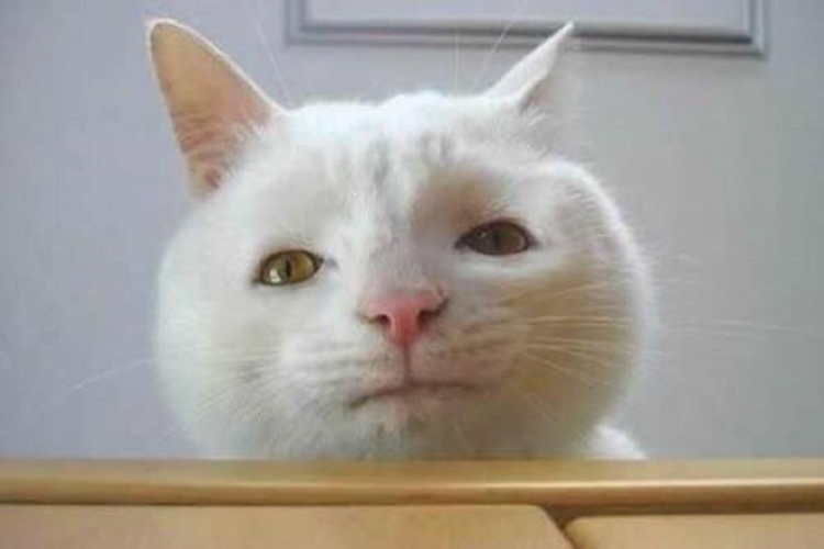 Кот с глупой мордой