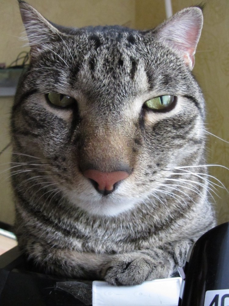 Смешные морды котов