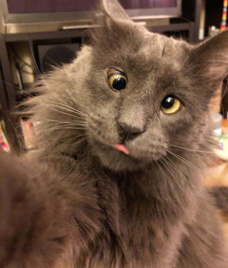 Косоглазый кот