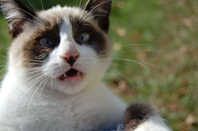 Тупая кошка