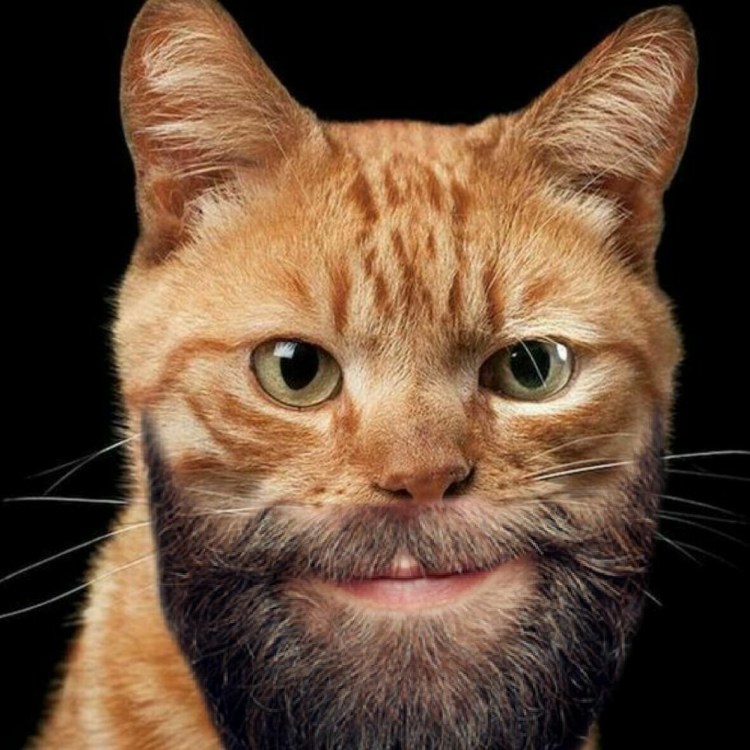 Смешная морда кота
