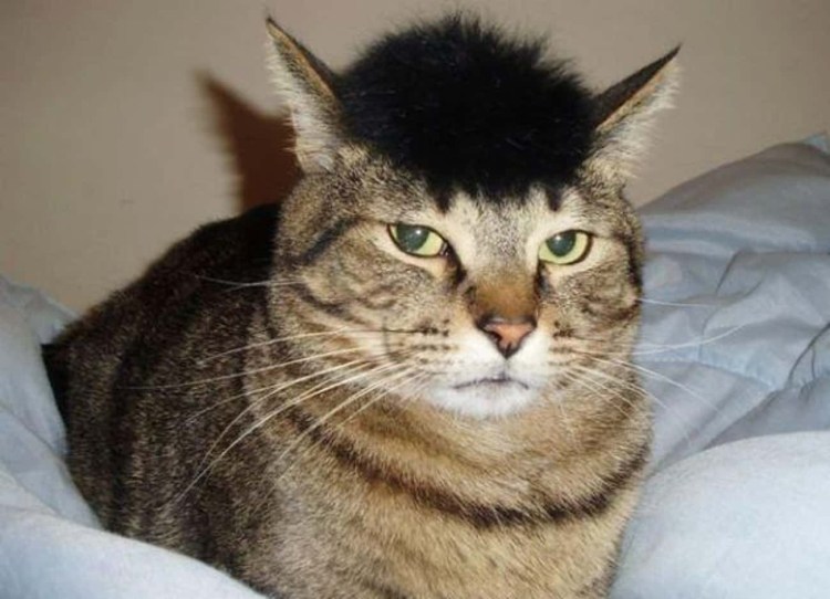 Кошка с челкой