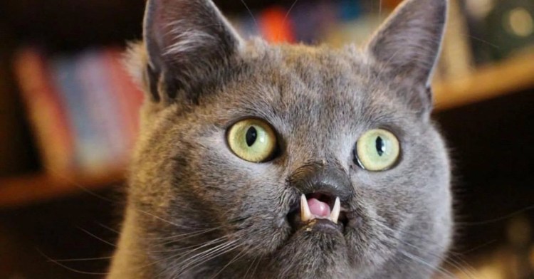 Смешные рожи котов