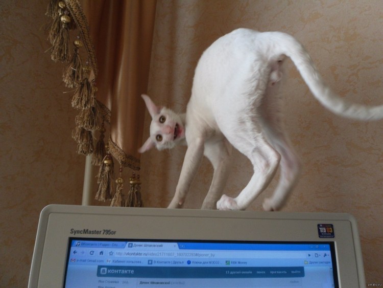 Упоротый белый кот