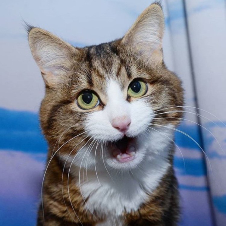 Смешная морда кота