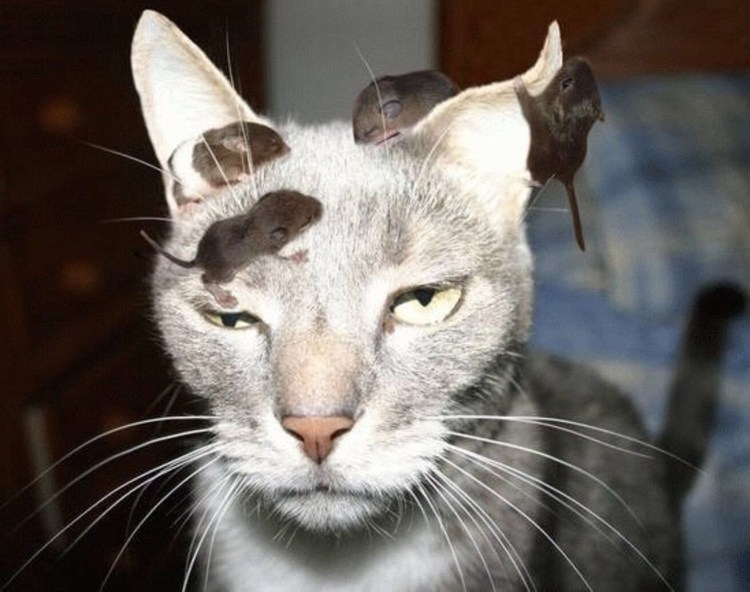 Бесполезное животное