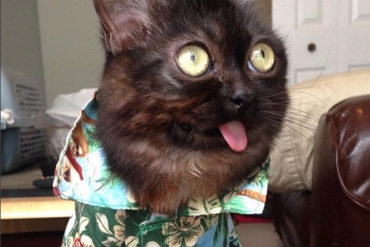 Странный кот