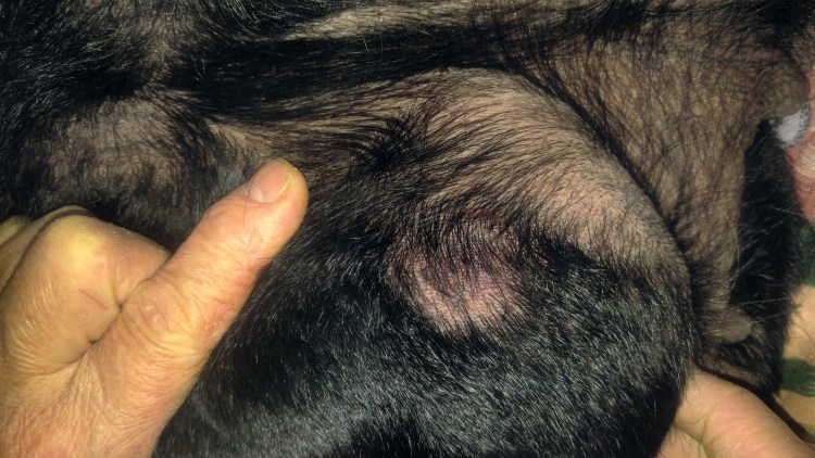 Грибы рода Malassezia под микроскопом