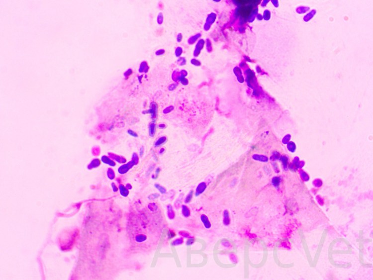 Дрожжеподобные грибы рода Malassezia