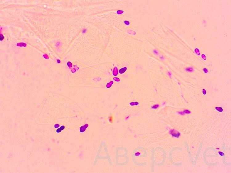 Грибок малацезия у собак