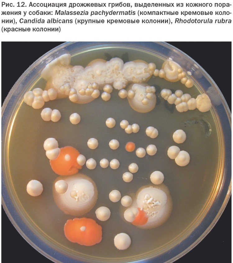 Малассезия фолликулит