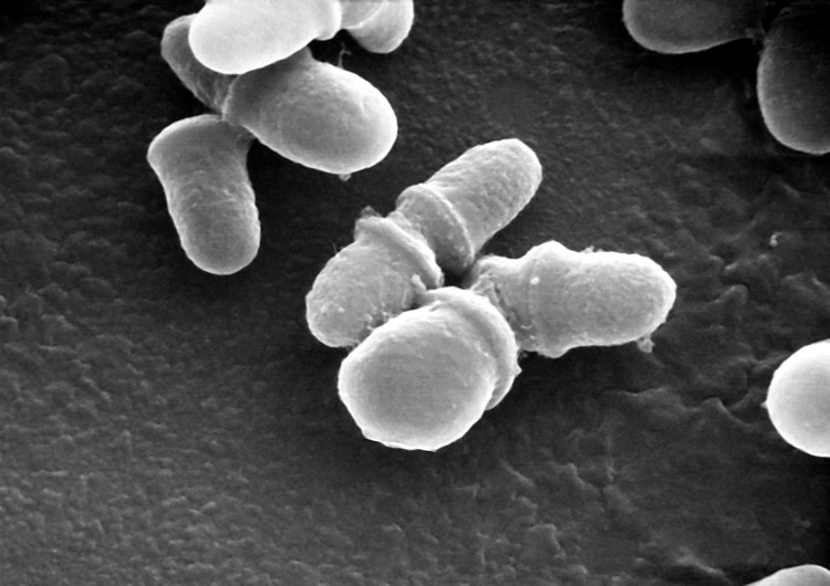 Антропофильные дерматофиты