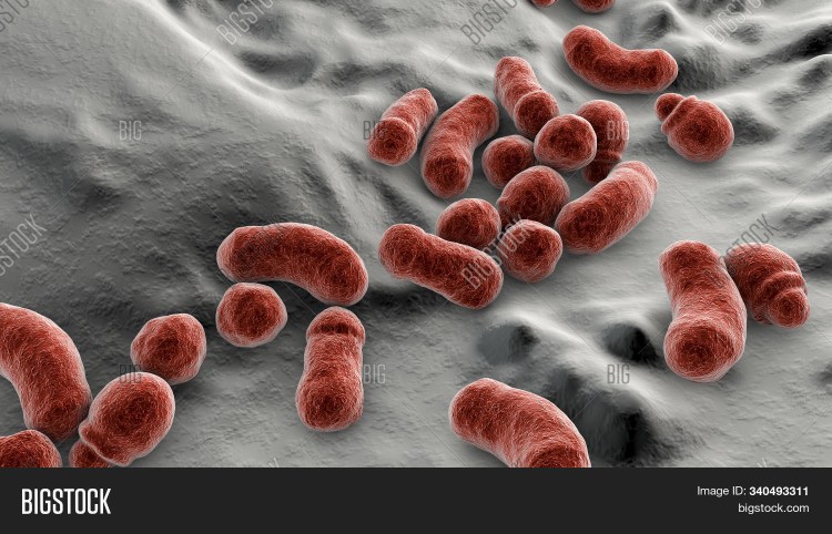 Babesia canis строение