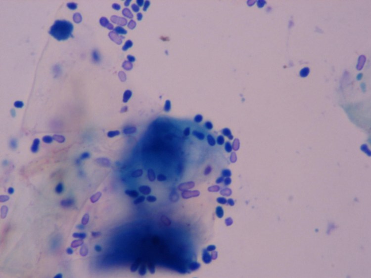 Малассезия у собак микроскопия