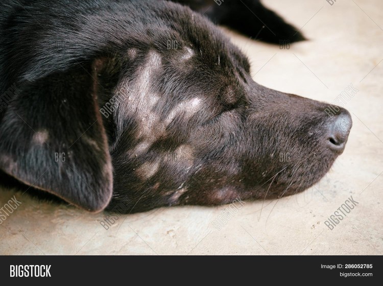 Грамположительные бациллы