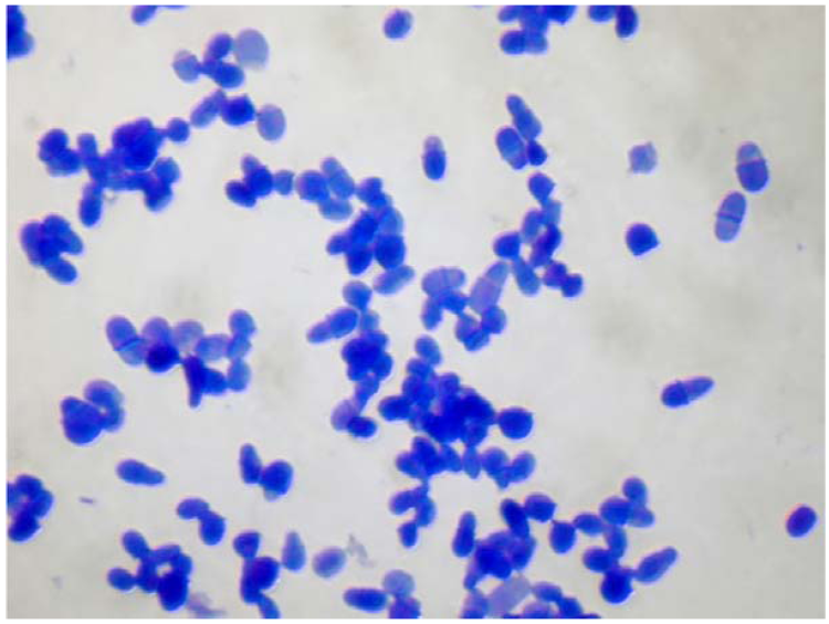 Mycobacterium leprae грамположительные