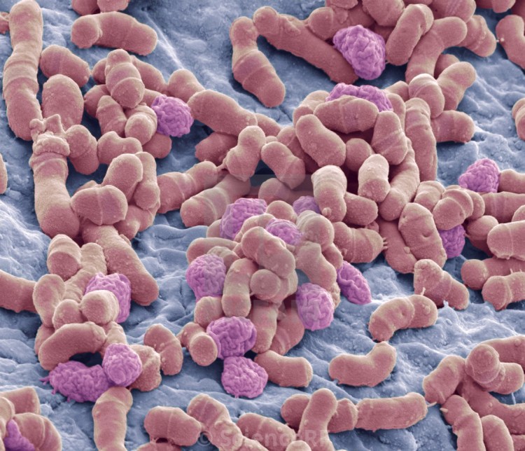 Грибок малассезия у собак