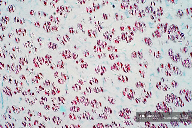 Malassezia FURFUR микробиология