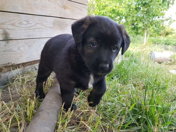 Метис лабрадора и дворняги черные