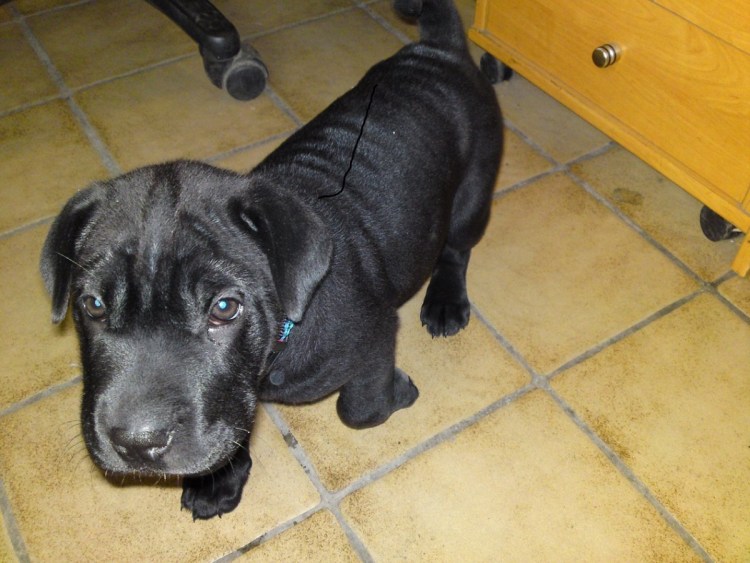 Метис шарпея и лабрадора