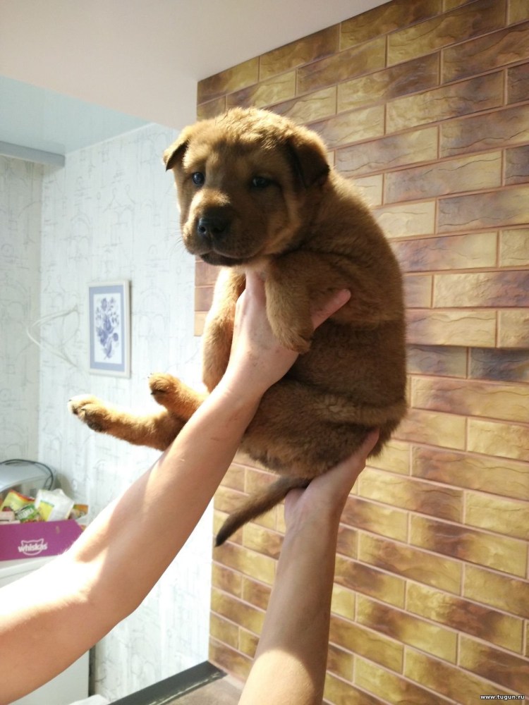 Шарпей с лабрадором