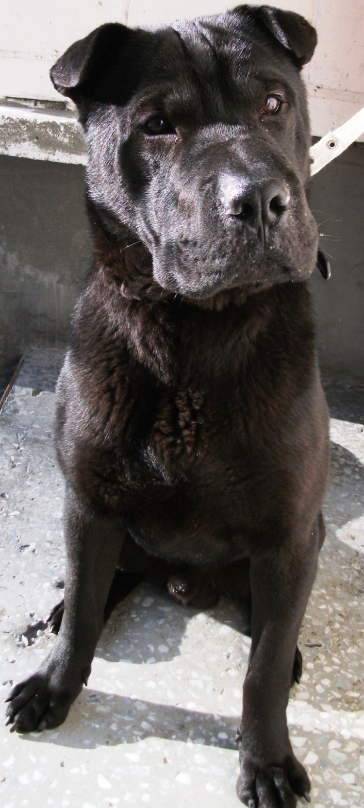 Метис шарпея