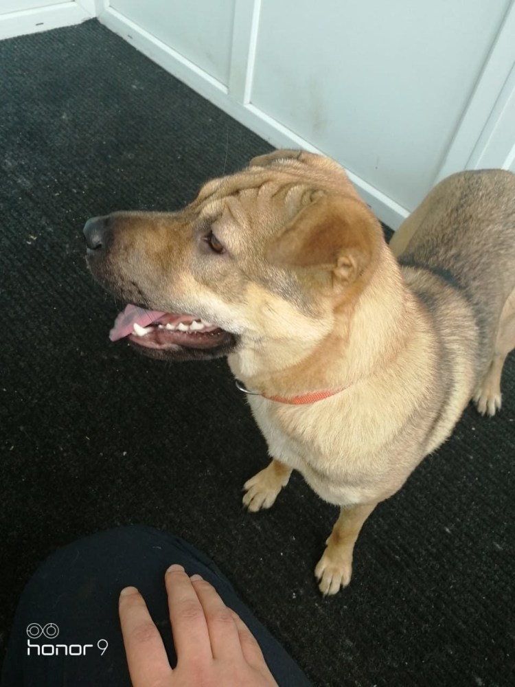 Метис шарпея и лабрадора